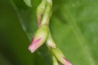 Persicaria hydropiper