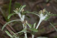 Gnaphalium uliginosum