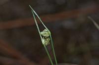 Isolepis setacea