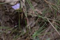 Baldellia repens