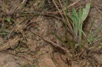 Baldellia repens