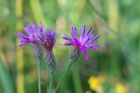 Serratula tinctoria