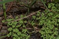 Linum radiola