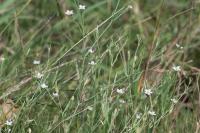 Exaculum pusillum