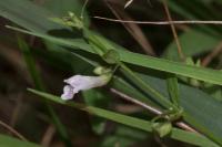 Scutellaria minor