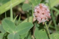 Trifolium fragiferum