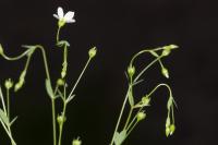 Linum catharticum