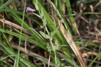 Scutellaria minor