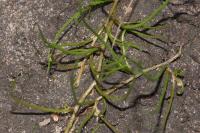 Pilularia globulifera
