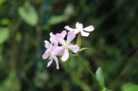 Saponaria officinalis