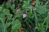 Geranium pyrenaicum