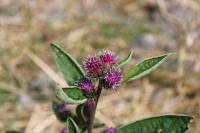Arctium minus