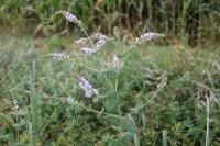 Mentha suaveolens