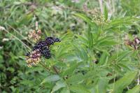 Sambucus ebulus