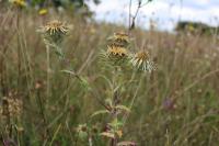 Carlina vulgaris