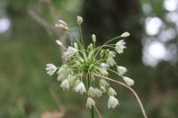 Allium oleraceum
