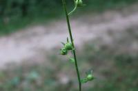 Verbascum blattaria