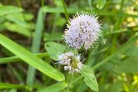 Mentha aquatica