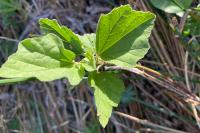 Althaea officinalis