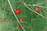Asparagus officinalis