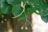 Tilia cordata