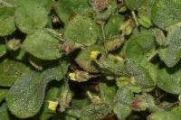 Kickxia spuria
