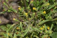 Dittrichia graveolens