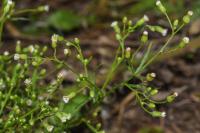 Erigeron canadensis