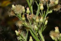 Erigeron sumatrensis