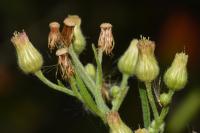 Erigeron sumatrensis