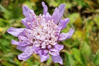 Knautia arvensis