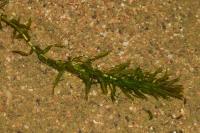 Elodea nuttallii
