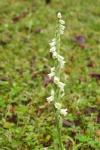 Spiranthes spiralis
