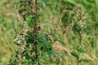 Artemisia vulgaris