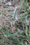 Spiranthes spiralis