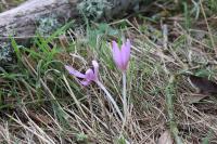 Colchicum autumnale