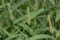 Setaria verticillata