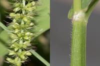 Setaria verticillata
