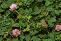 Trifolium hybridum
