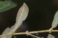 Salix atrocinerea