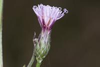 Serratula tinctoria