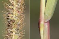 Setaria pumila
