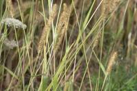 Setaria pumila