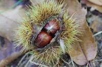 Castanea sativa
