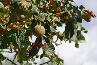 Aesculus hippocastanum