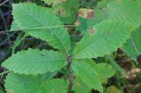 Castanea sativa