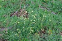 Raphanus raphanistrum