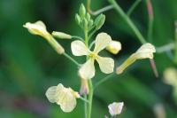 Raphanus raphanistrum