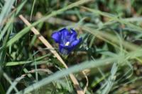 Gentiana pneumonanthe