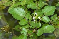 Nasturtium officinale